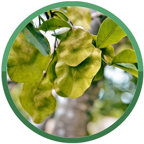 Hope Medicine Ingredients – Hope Ayurvedic Medicines Pvt. Ltd.