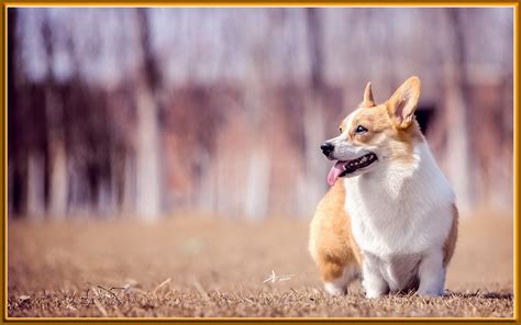 名犬欣赏-柯基犬（1920x1200）壁纸 - 桌面壁纸【壁纸大卡--壁纸桌面的世界】www.deskcar.com 专业桌面壁纸下载站, 多 ...