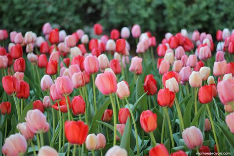 Thanksgiving Point Tulip Festival - Mom Endeavors