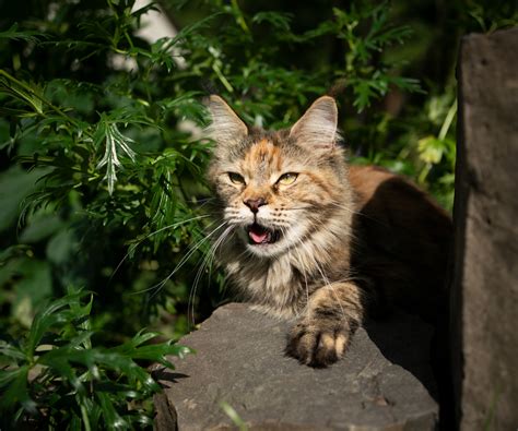 Image result for How to Help a Panting Cat