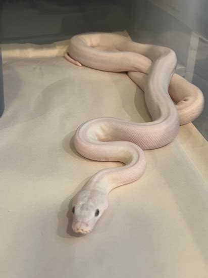 Image result for Phantom Reticulated Python