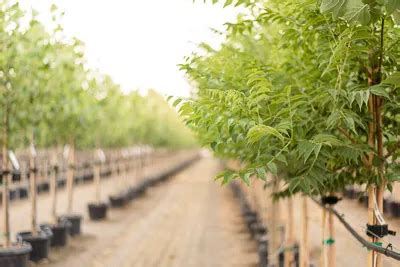 Flash Fire Maple Tree Problems 的图像结果