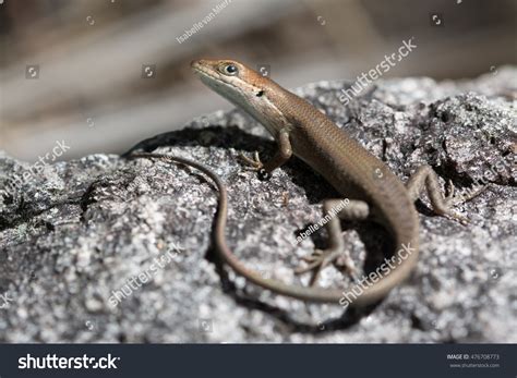 Skinke: Over 10,407 Royalty-Free Licensable Stock Photos | Shutterstock