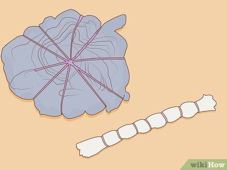 Image result for How to Dye Polyester