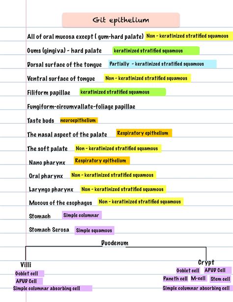 Histo Epithelium & Glands - Git epithelium All of oral mucosa except ...