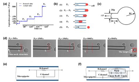 Simultaneously Quantifying Both Young’s Modulus and Specific Membrane ...