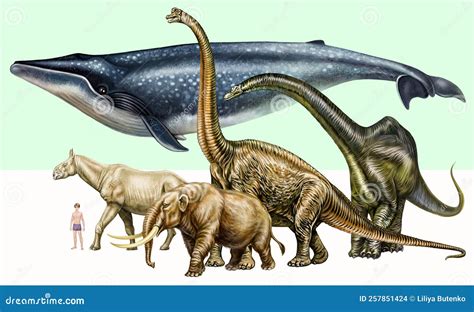 Comparison of the Size of the Blue Whale with the Size of Dinosaurs ...
