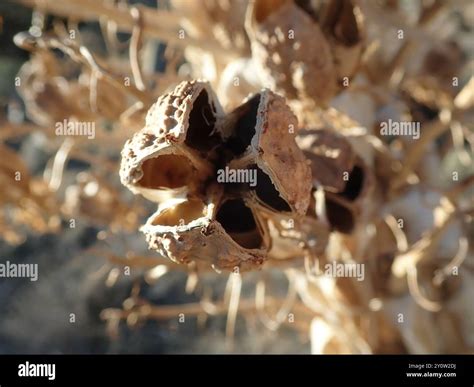chaparral yucca (Hesperoyucca whipplei) Plantae Stock Photo - Alamy