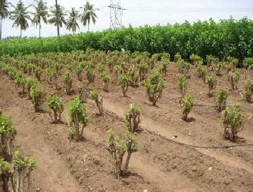 Sericulture::Mulberry Cultivation