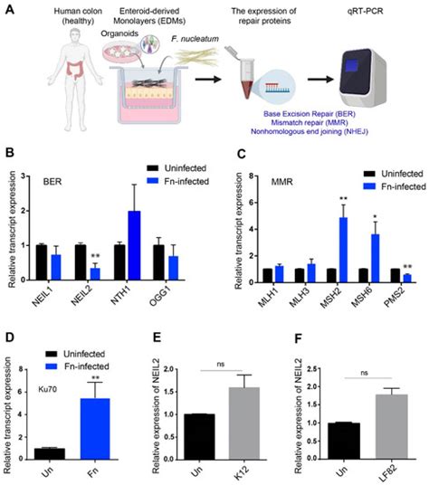 Cells | Special Issue : Double-Strand DNA Break Repair and Human Disease