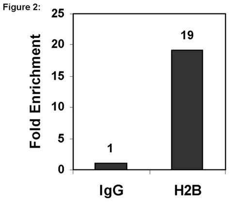 ChIPAb+ Histone H2B - ChIP Validated Antibody and Primer Set | 17-10054
