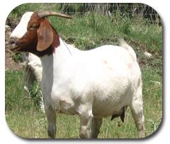 Livestock:: Cattle:: Selection Animal Husbandry :: Home