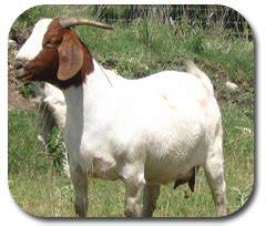 Livestock:: Cattle:: Selection Animal Husbandry :: Home