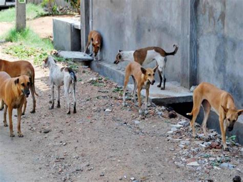 More than a thousand complaints of stray dogs in Ahmedabad in six ...