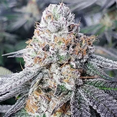 Image result for Alien OG Seeds