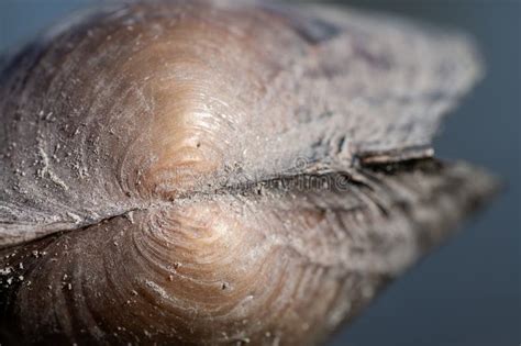 Image result for Muscle Shell