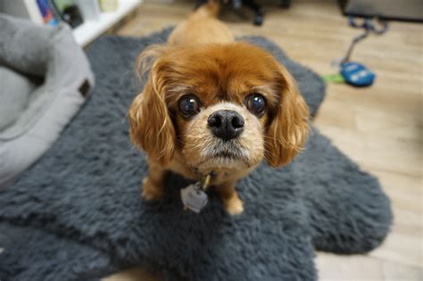 Veterinary Services in Denver, Co | Veterinarians | Vet Hospital