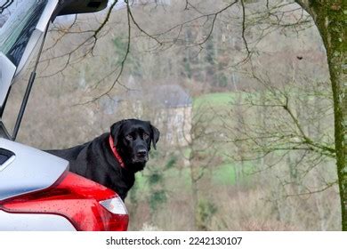 Camera Logo Side View 的图像结果