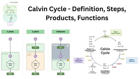 Calvin Cycle