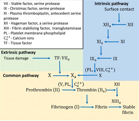 Process of Blood Clotting 的图像结果