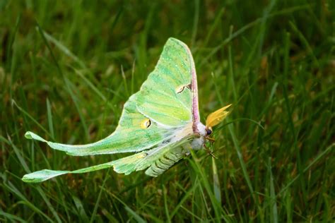 Male vs. Female Luna Moth: 3 Key Differences - A-Z Animals