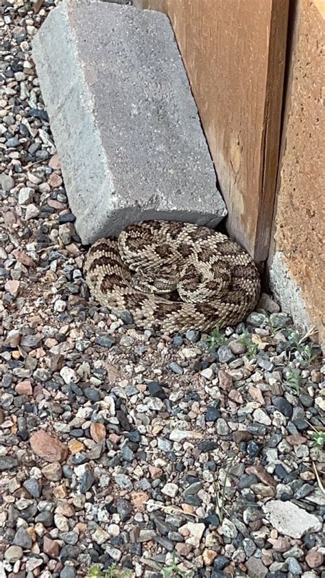Mojave Green Rattlesnake