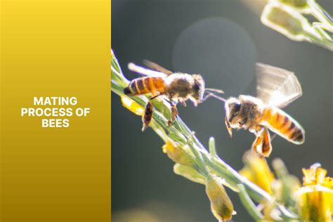 How Do Bees Help Plants To Reproduce at Jose Boyd blog