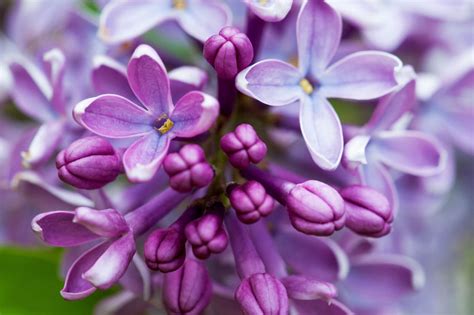 Lilac Meaning And Symbolism Color Symbolism Flower Meanings Lilac
