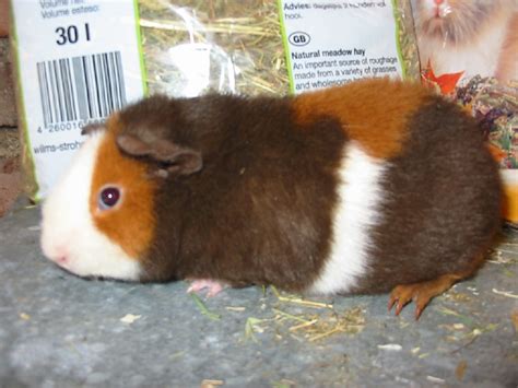Meerschweinchen Kleinanzeigen
