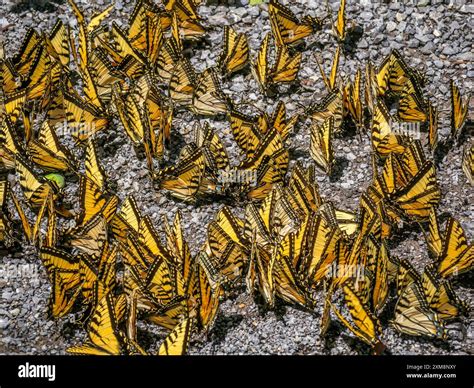 Eastern Tiger Swallowtail butterflies in a group on the ground Stock ...