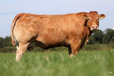 Cattle Vector Art Vector Product Product Recipe Product