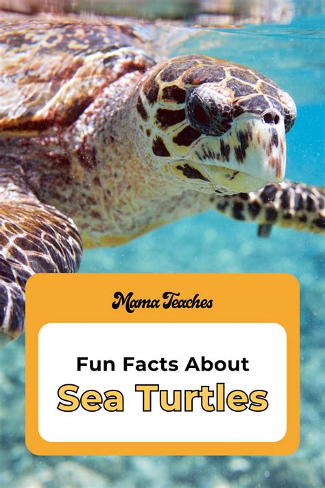 Sea Turtle Fun Facts 的图像结果