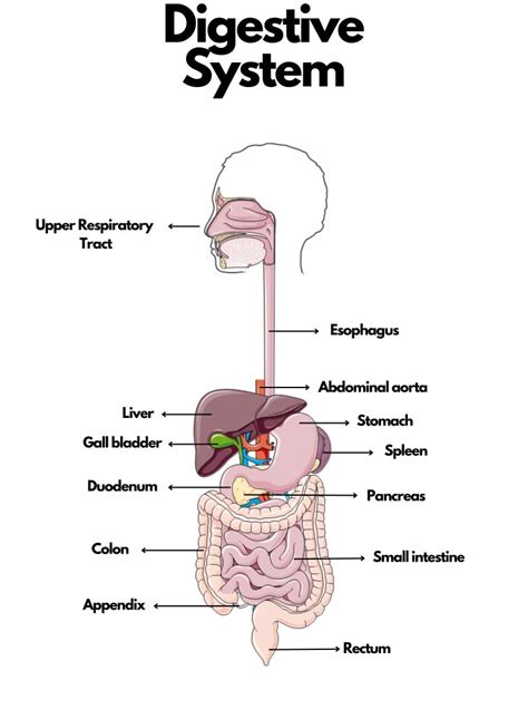 Biological System 的图像结果