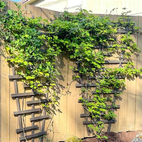 How to Make a Fence Top Trellis - The Handyman's Daughter