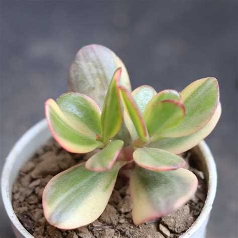 Jade Plant Variegated/ Elephant Bushm - Succulents – Plant Orbit