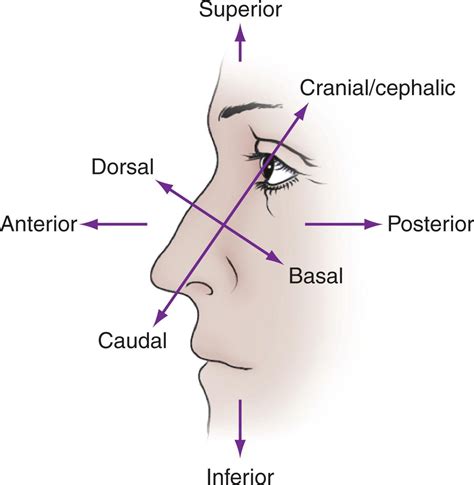 Nasal Anatomy - Clinical Tree