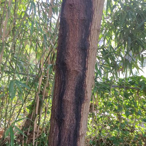 Image result for Tree Trunk White Rot