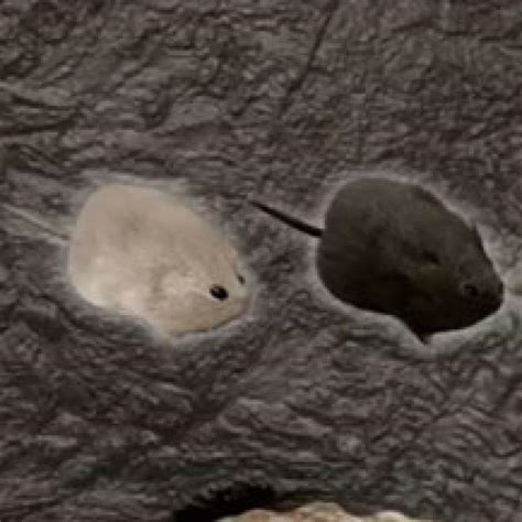 Image result for Pocket Mouse Evolution