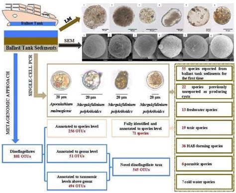 Metagenomic Sequencing Identifies Highly Diverse Assemblages of ...