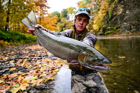 Steelhead Trout In French at Linda Green blog
