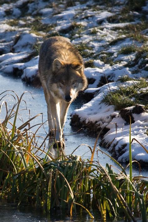 Wolves 1 Hour Loop 的图像结果