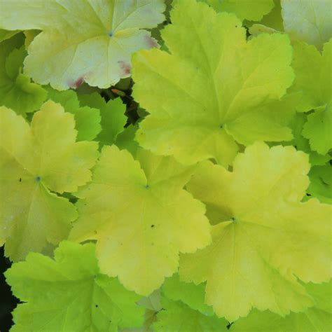 Heuchera Citronelle