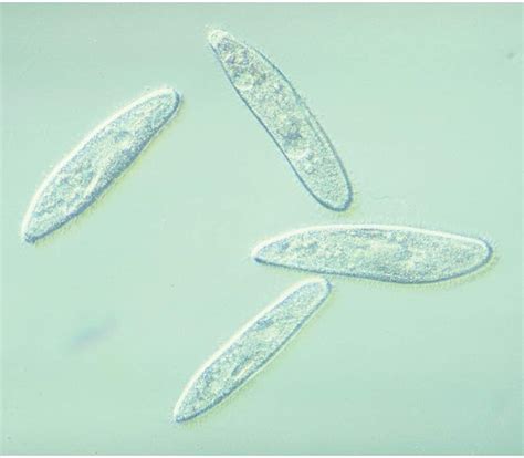 Carolina Paramecium Living Ciliate Culture Ideal For Microscopic Study ...