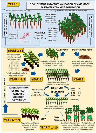 Forests | Special Issue : Using Genomic Information in Forest Tree ...