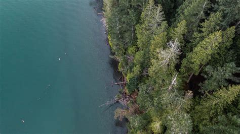 Purchasing for protection: A perpetual Sophie’s choice for ...