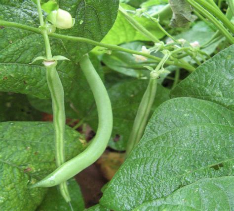 Field Green Bean Plants