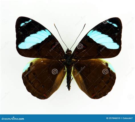 Blue Black Butterfly Isolated on White, Nessaea Aglaura Macro Close Up ...