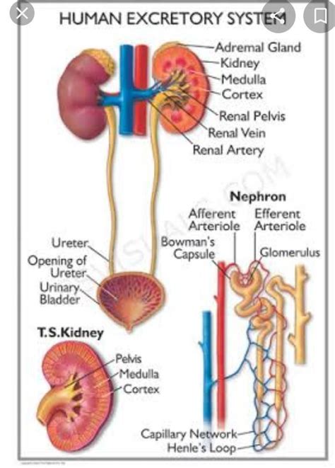 Draw a well labelled diagram of human excretory system ? - Brainly.in