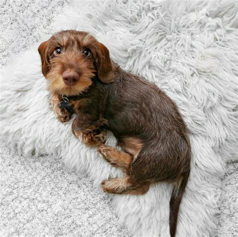 Dachshund Wirehaired Puppy Wainwright, Puppies, Dachshunds, Dogs ...
