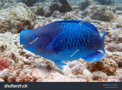 Blue Parrot Fish